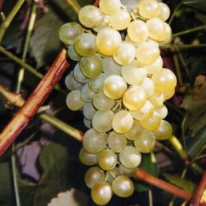 Grape x 'Vidal'