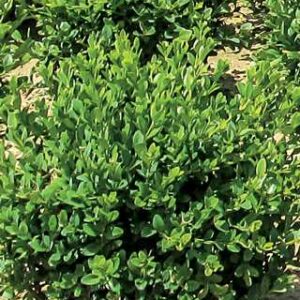 Green Mountain Boxwood