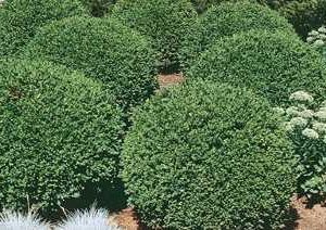 Green Velvet Boxwood
