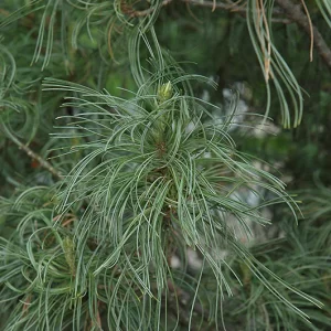 Green twist White pine std