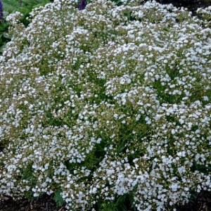 Gypsophila p.'Festival Star' PW