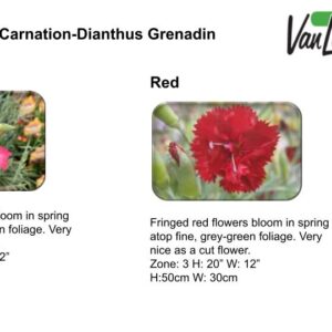 Hardy Carnation-Dianthus Grenadin  Pink
