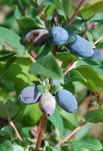 Haskap x 'Berry Blue'