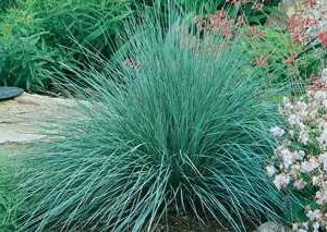 Helictotrichon sempervirens