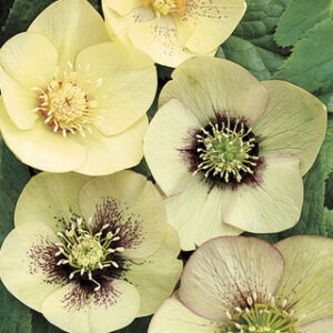 Helleborus Apricot Blush