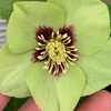 Helleborus Honeymoon 'Irish Luck'