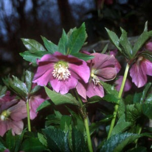 Helleborus Royal Heritage