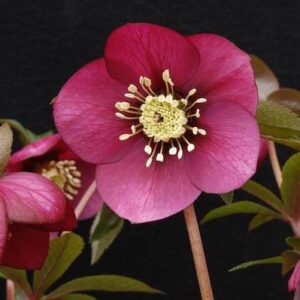 Helleborus Ruby Wine