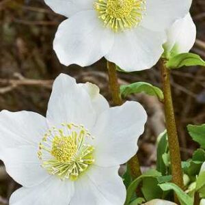 Helleborus niger