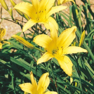 Hemerocallis 'Corky'
