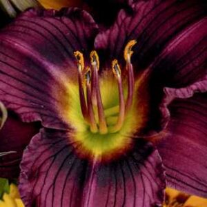 Hemerocallis 'Little Grapette'