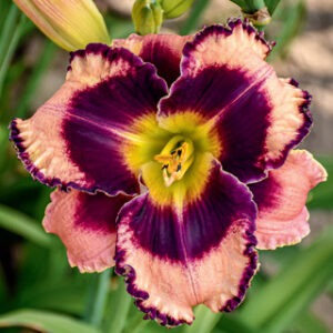Hemerocallis 'Rock Solid'