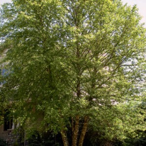 Heritage® River Birch (Multi-Branch)
