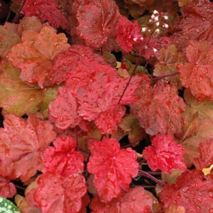 Heuchera Autumn Leaves
