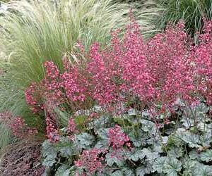 Heuchera 'Berry Timeless'