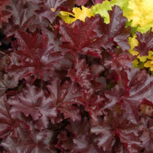 Heuchera Chocolate Ruffles