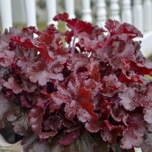 Heuchera Dolce 'Cherry Truffles' PW