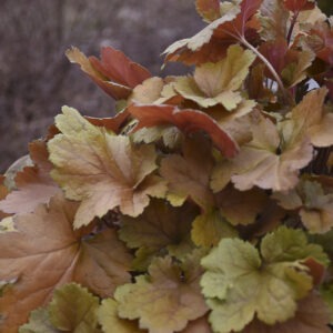Heuchera Dolce 'Toffee Tart' PW