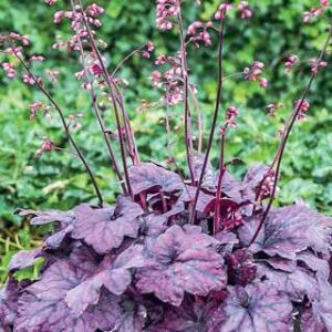 Heuchera 'Electric Plum'