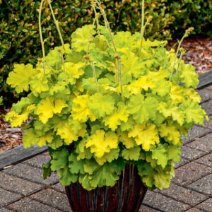 Heuchera 'Lemon Love'
