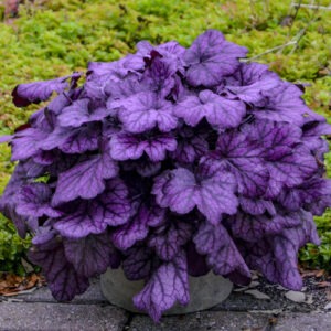 Heuchera Primo 'Wild Rose' PW