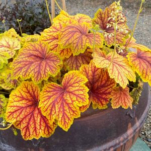 Heuchera Red Lightning