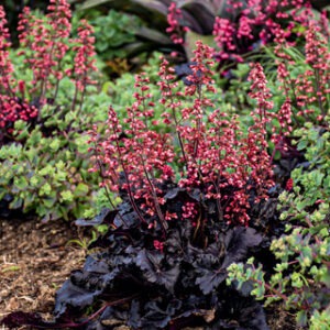 Heuchera 'Timeless Night'