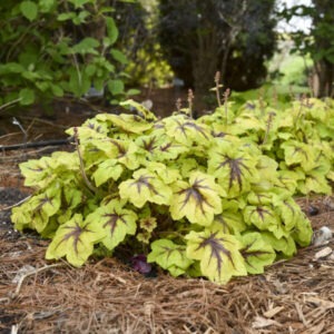Heucherella 'Catching Fire'