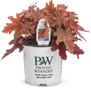Heucherella Fun and Games 'Red Rover' PW