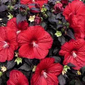 Hibiscus 'Holy Grail' PW