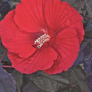 Hibiscus 'Midnight Marvel'