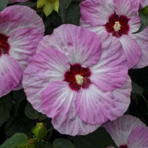 Hibiscus 'Spinderella' PW