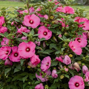 Hibiscus Summerific 'Candy Crush' PW