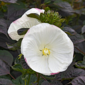 Hibiscus Summerific 'Cookies and Cream' PW