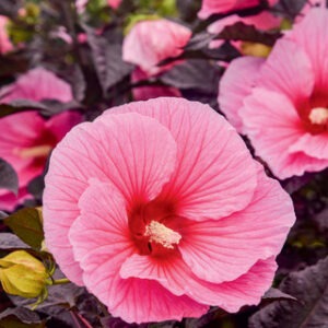 Hibiscus Summerific 'Edge of Night' PW