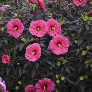 Hibiscus Summerific 'Evening Rose' PW