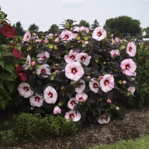 Hibiscus Summerific 'Perfect Storm' PW