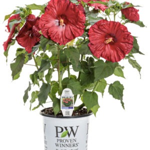 Hibiscus Summerific 'Valentine's Crush' PW