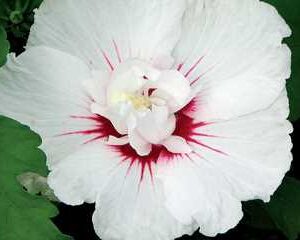Hibiscus s. First Editions 'Bali'