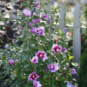 Hibiscus s.'Purple Pillar' PW