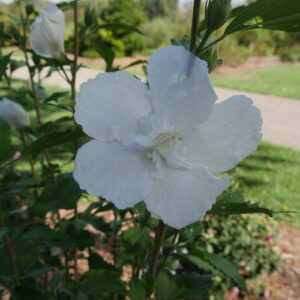 Hibiscus s.'White Pillar' PW