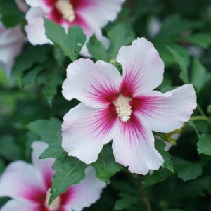 Hibiscus x 'Paraplu Pink Ink' PW