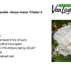 Hollyhock Double -Alcea rosea ‘Chater’s