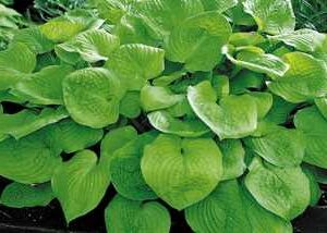 Hosta 'August Moon'