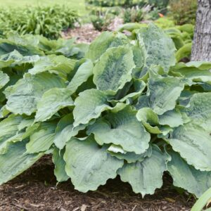 Hosta 'Diamond Lake' PW