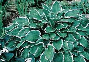 Hosta 'Francee'