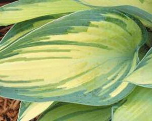 Hosta 'June'