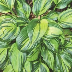 Hosta 'Rainbow's End'