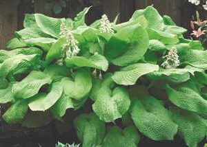 Hosta 'Sum & Substance'