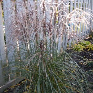 Huron Sunrise Maiden Grass
